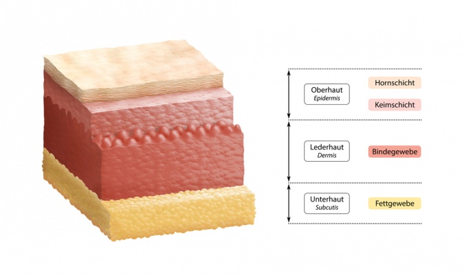 Die drei Hautschichten: Epidermis, Dermis und Subkutis