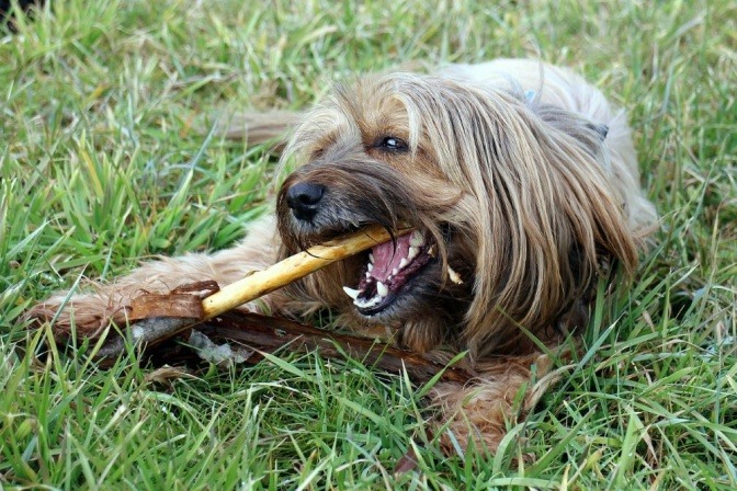 Ein Hund kaut auf einem Kauknochen