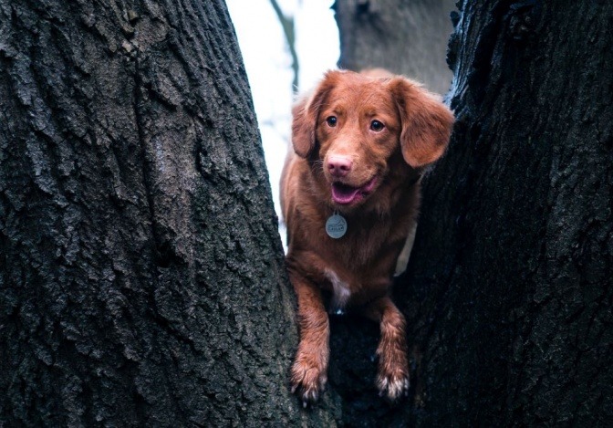 Ein Hund schaut zwischen zwei Bäumen hindurch