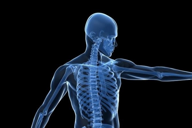 Eine Grafik, die die Knochen eines Menschen zeigt, als Symbol für Osteoporose