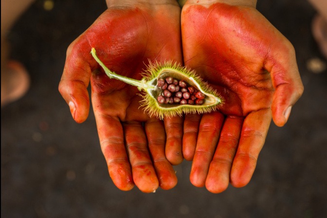 Eine offene Achiote liegt auf einer Hand