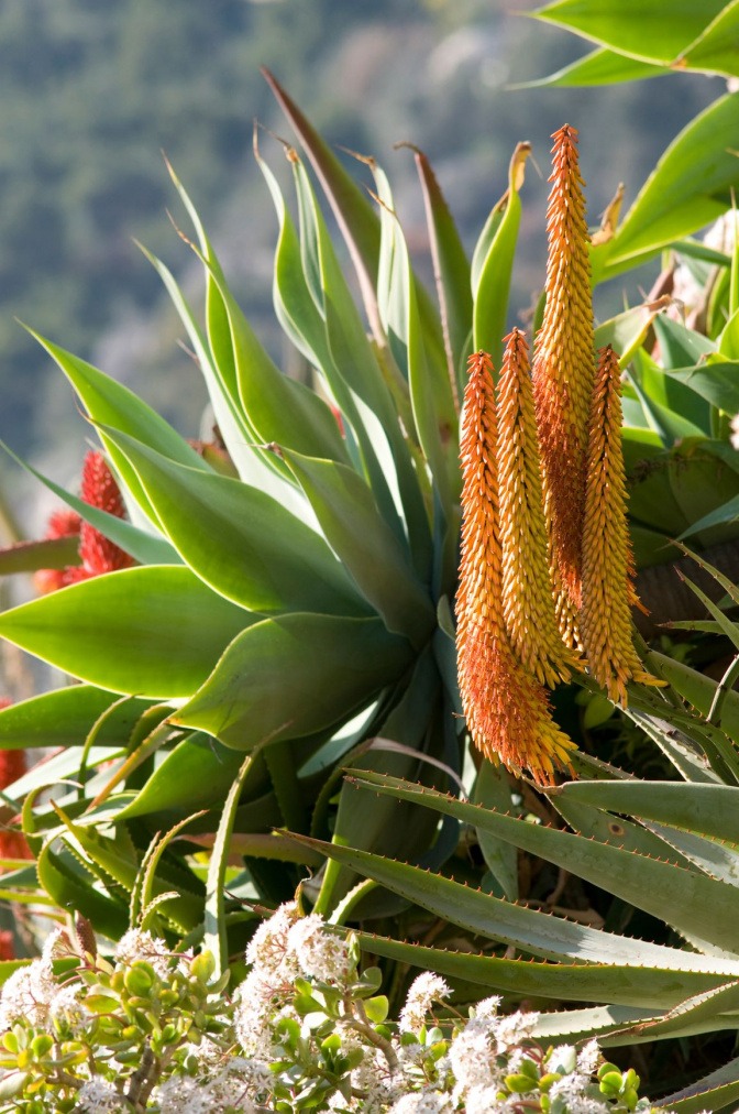Aloe Ferox Pflanze