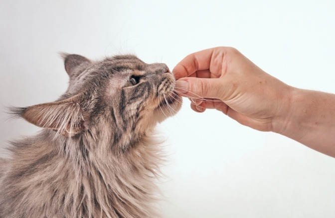 Katze wird mit der Hand gefüttert