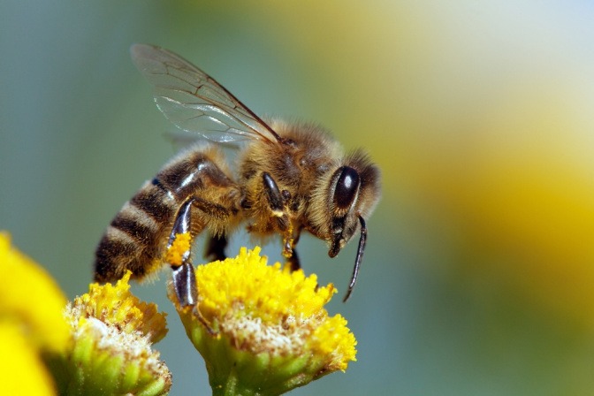 Eine Biene sitzt auf einer gelben Blume