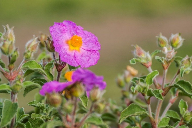 Eine Blüte der Pflanze Zistrose (Cistus)