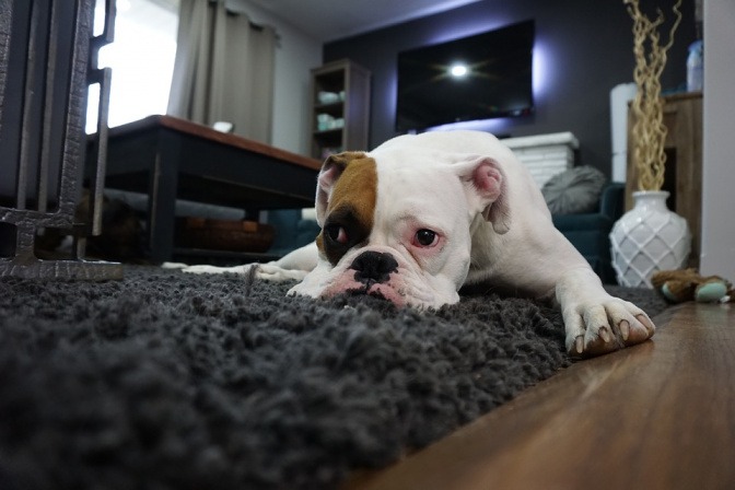 Eine Bulldogge liegt auf einem flauschigen Teppich