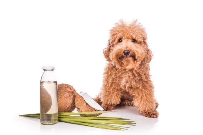 Ein zotteliger mittelgroßer Hund sitzt auf dem Boden, vor ihm steht eine Flasche mit Wasser, eine halbierte Kokosnuss und einige Blätter einer Pflanze.