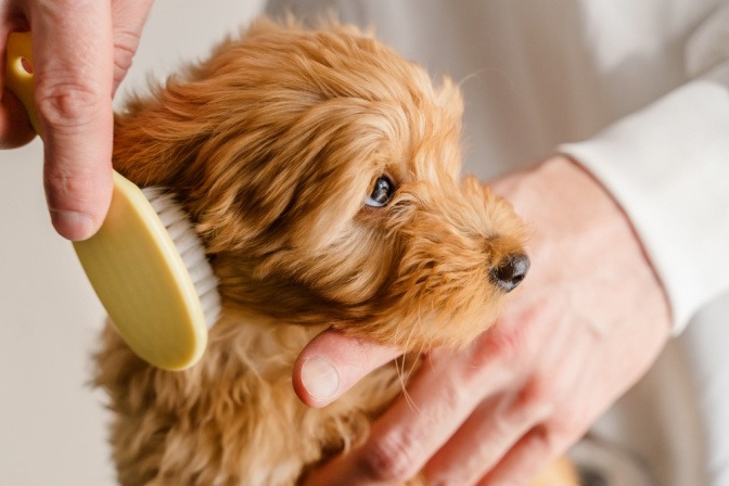 Hund im Fellwechsel wird gebürstet