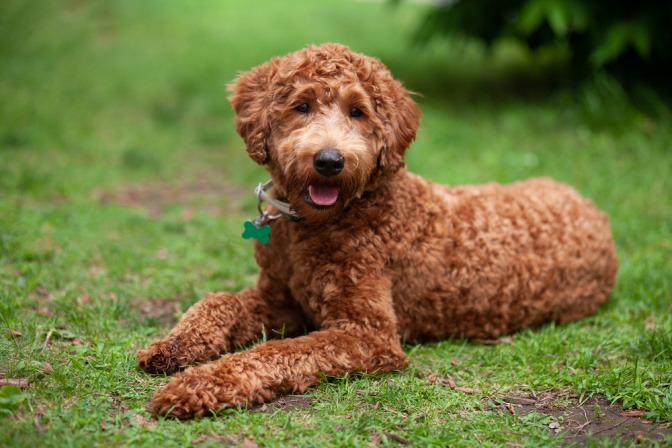 Labradoodle als Haustier für Allergiker