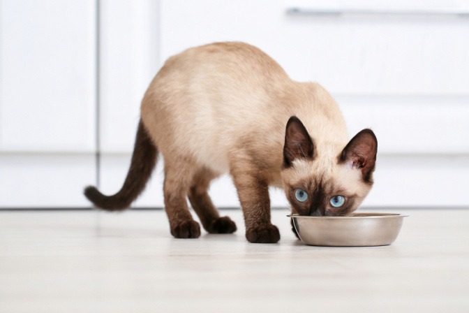 Siamkatze als Haustier für Allergiker