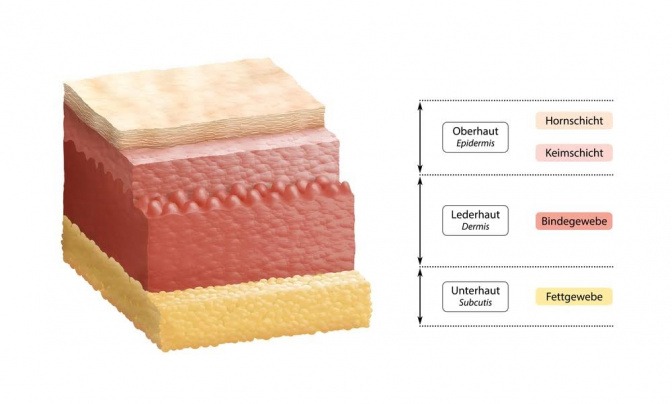 Eine grafische Darstellung des Aufbaus der Haut anhand der drei verschiedenen Hautschichten Dermis, Epidermis und Subcutis.