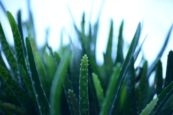 Aloe Vera wächst üppig