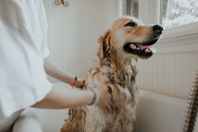 Ein Golden Retriever wird gebadet