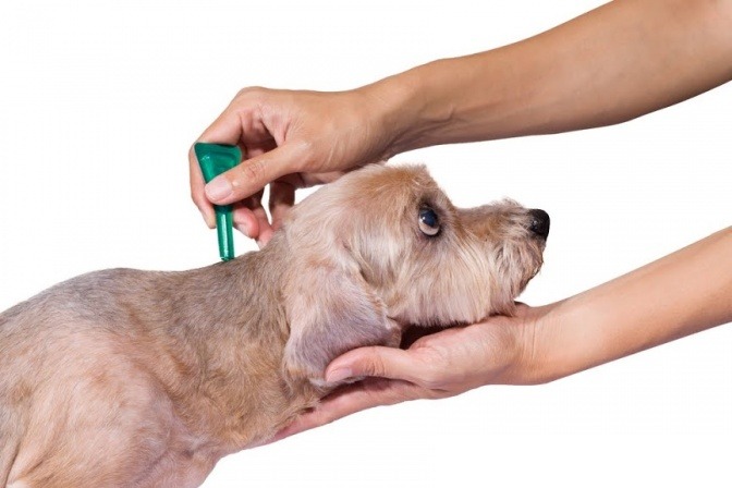 Mittel gegen Flöhe Hunde von Parasiten befreien
