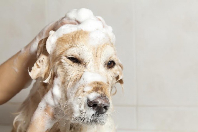 Mittel gegen Milben Hund vor Ungeziefer befreien