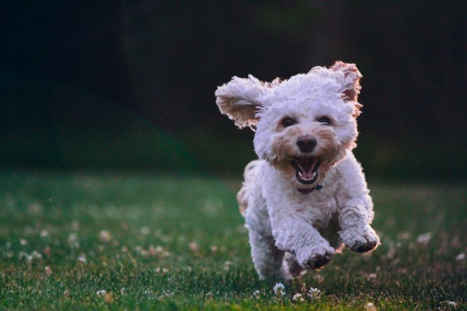 Ein weißer Hund läuft über eine Wiese