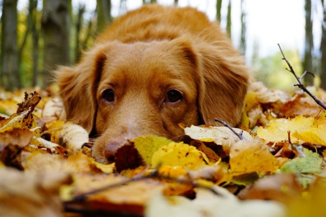 Ein Hund liegt im Laub