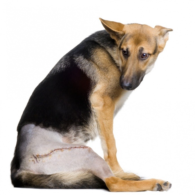 Armer Hund Gelenkschmerzen erkennen und lindern