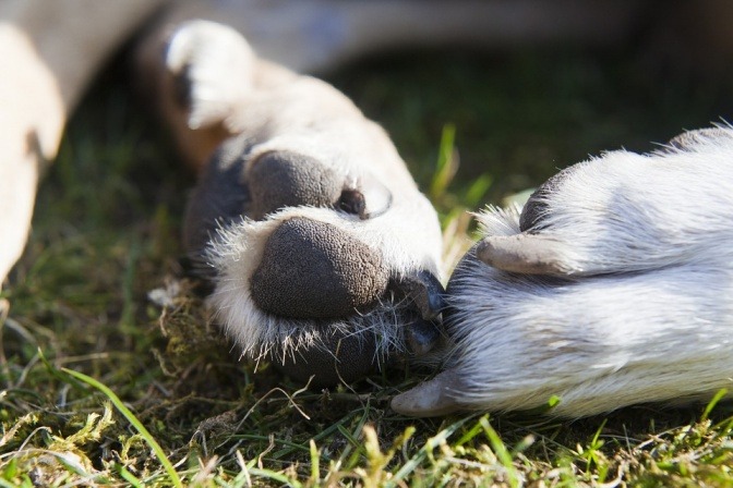 Mittel gegen Milben Hund vor Ungeziefer befreien