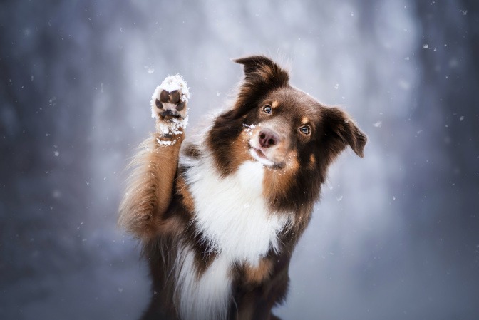 Hund hebt die Pfote im Schnee