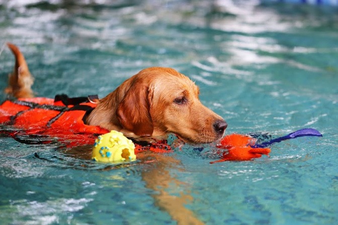 Ein Hund schwimmt mit seinem Spielzeug im Maul