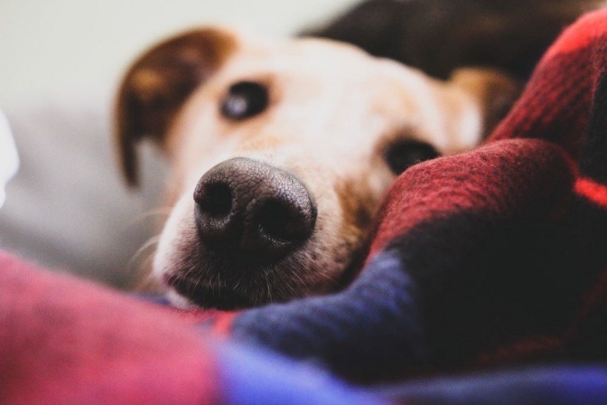 Ein Hund liegt auf dem Sofa