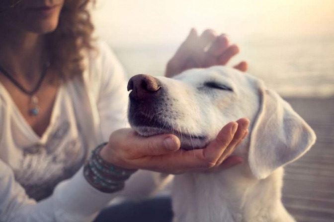 Eine Frau hält ihrem Hund eine Hand unter sein Kinn, er genießt das sichtlich und sitzt mit geschlossenen Augen einfach nur still da. 