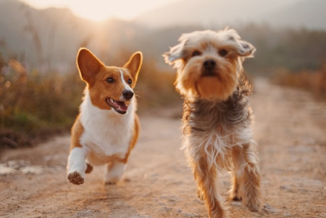 Ein Corgi und ein Yorkshire-Terrier laufen nebeneinander