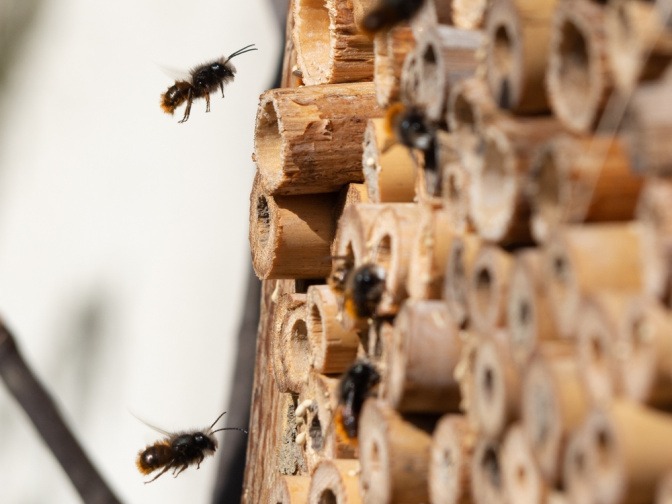 Bienen vor einem Insektenhotel 