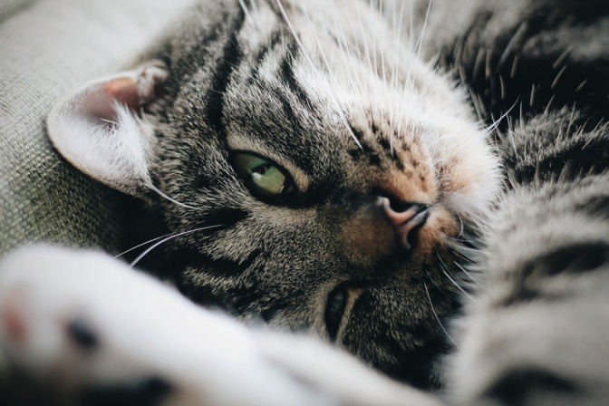 Eine Katze mit grünen Augen fühlt sich sichtlich wohl