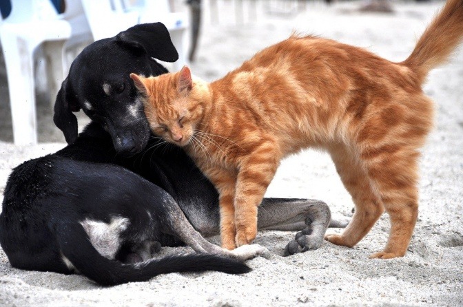 Eine Katze schmiegt ihr Fell an einen Hund