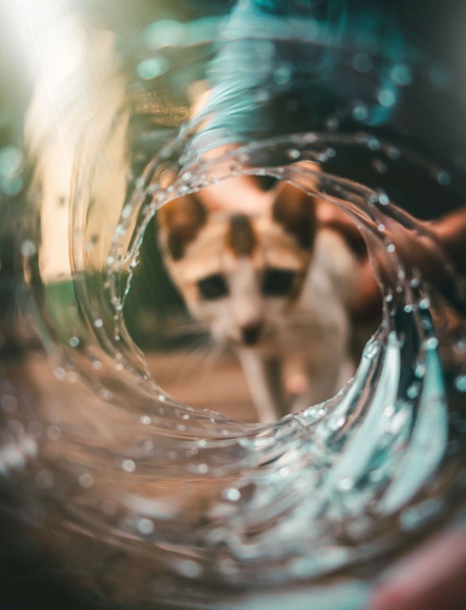 Eine Katze schaut durch einen Wassertunnel