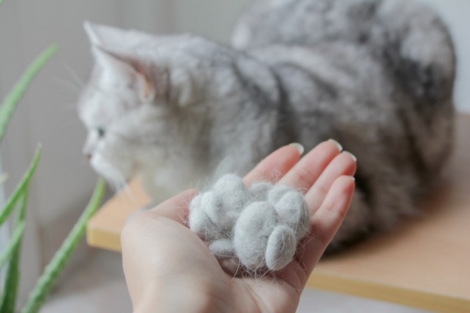 Frau hält Haarballen ihrer Katze in der Hand, Katze liegt im Hintergrund.