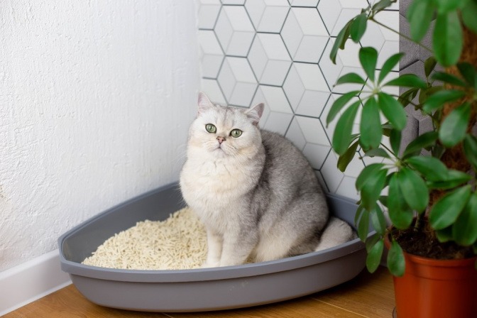 Katze sitzt auf der Katzentoilette