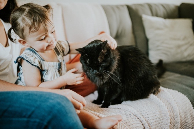 Ein junges Mädchen streichelt eine schwarze Katze mit langem Fell