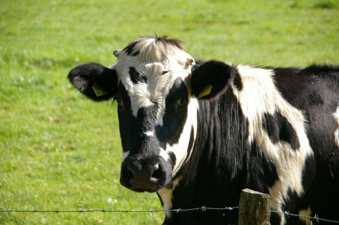 Eine Kuh steht auf einer Weide