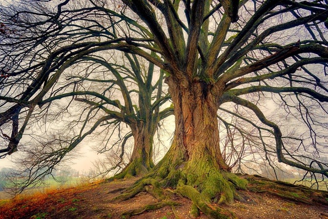 Eine sehr große Linde (Baum) ohne Blätter