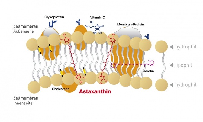 Eine Grafik zeigt die Lipidschicht von Astaxanthin