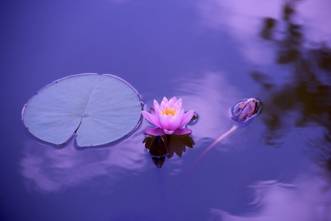 Eine Lotusblüte im Wasser strahlt Ruhe und Harmonie aus