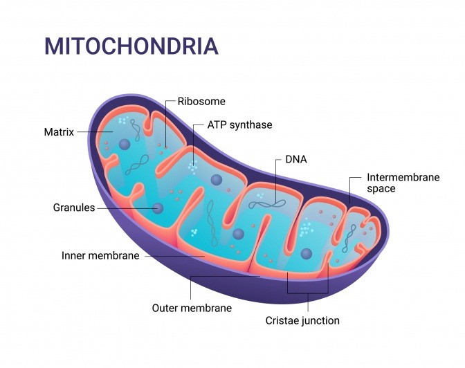 Mitochondrium