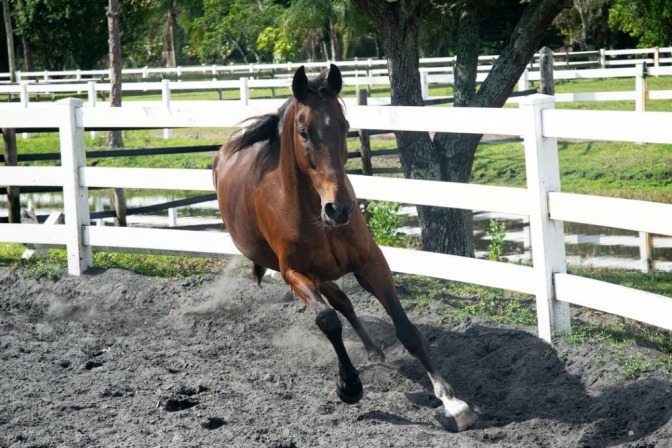 Ein Pferd läuft frei im Paddock