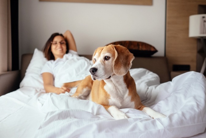 Hund im Bett