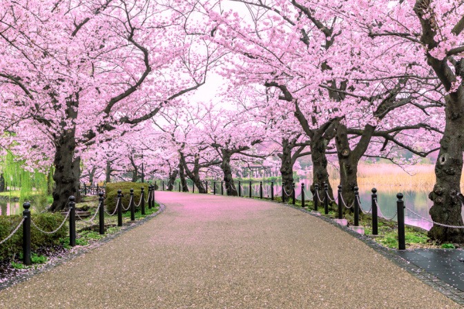 Blühende Kirschbäume in Japan