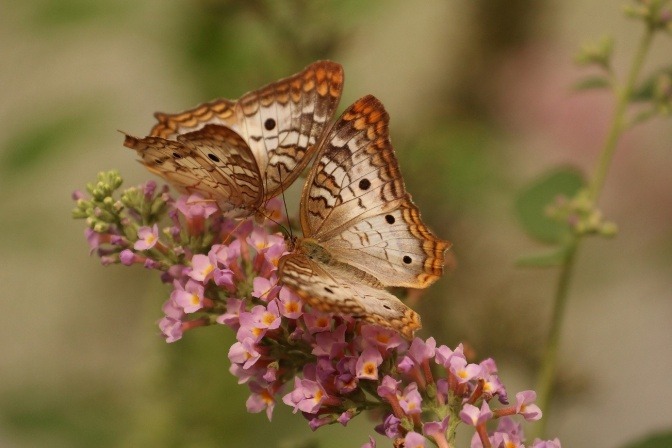 Ein Schmetterling sitzt auf einer Blüte