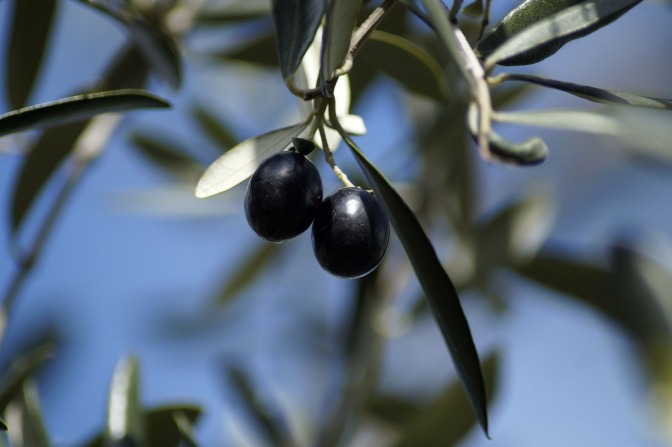 Schwarze Oliven hängen vom Baum