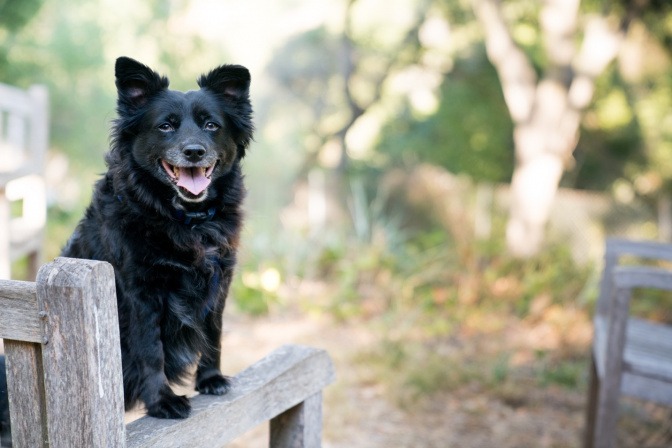 Ein schwarzer Hund sitzt auf einer Bank