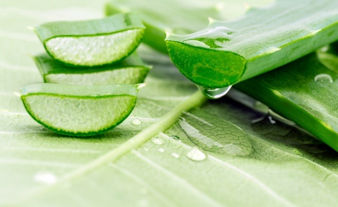 Saft der Aloe Vera