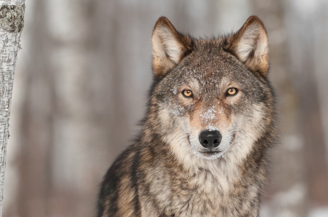 Wolf als Symbolfigur im Schamanismus