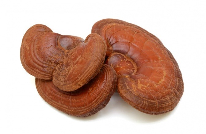 Reishi-Pilz