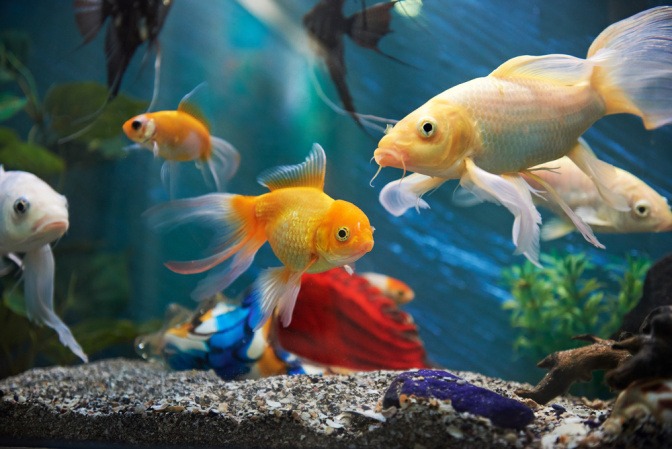 Aquariumfische als Haustiere